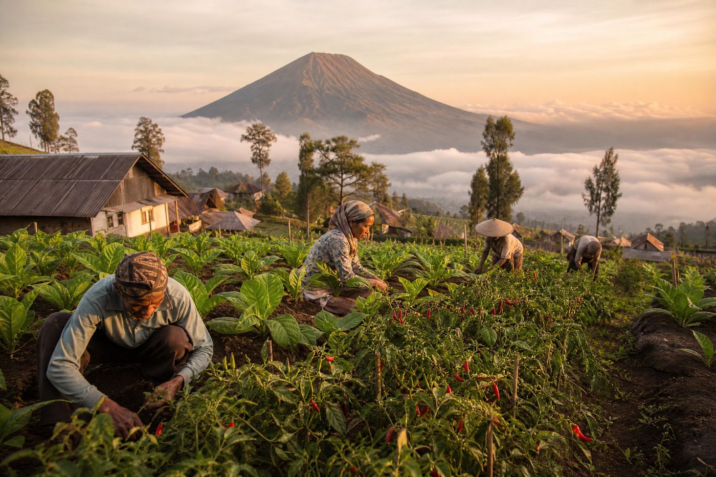 Panorama Gunung Sumbing dilihat dari Desa Kentengsari
